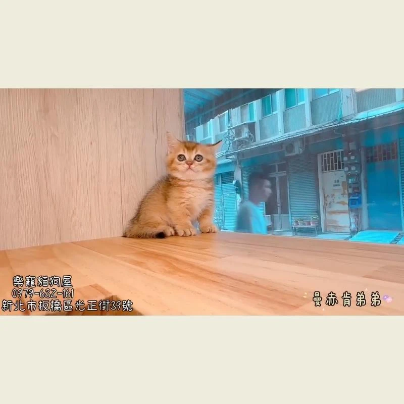 曼赤肯弟弟