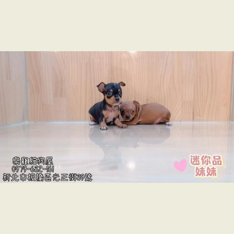 迷你品妹妹