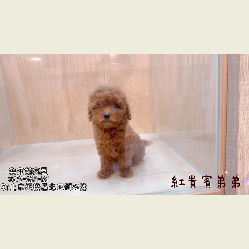 紅貴賓弟弟
