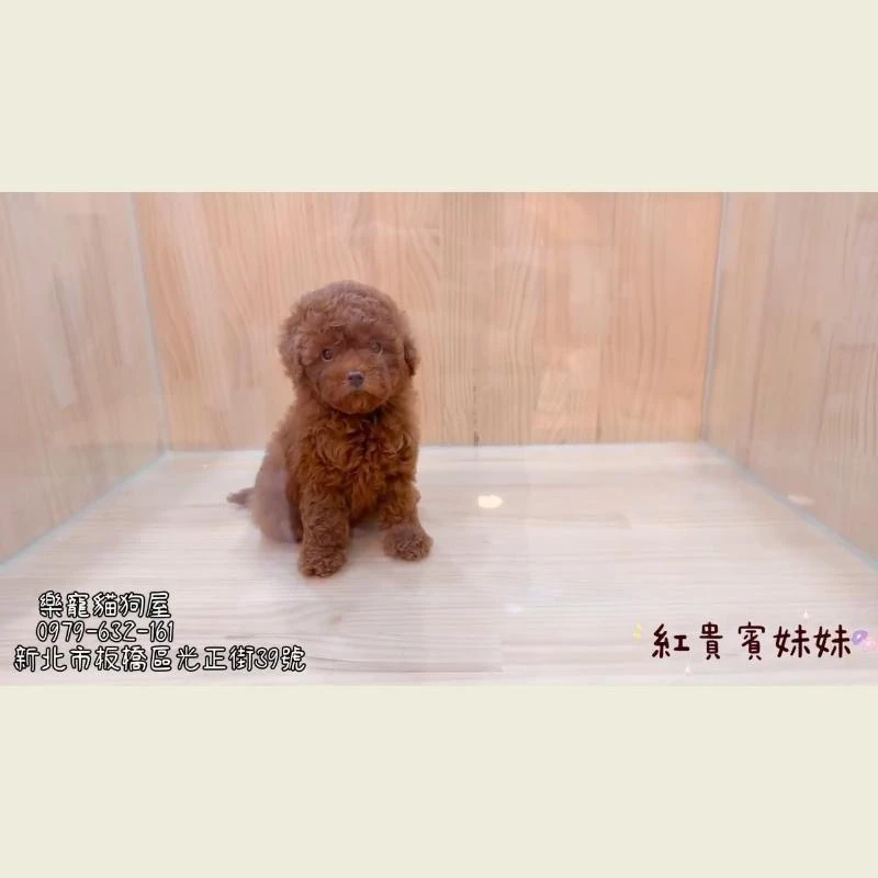 紅貴賓妹妹