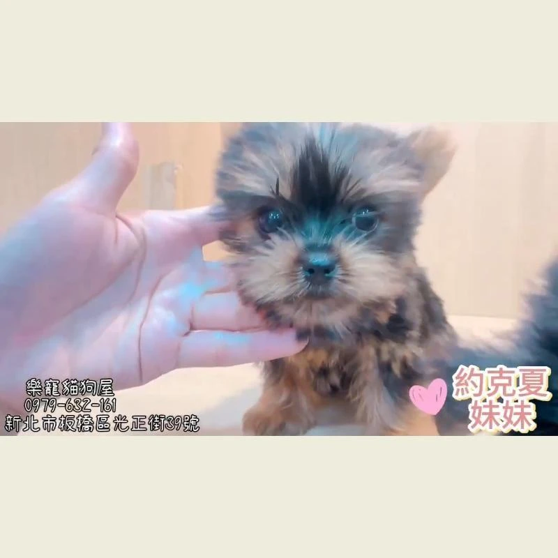 約克夏妹妹