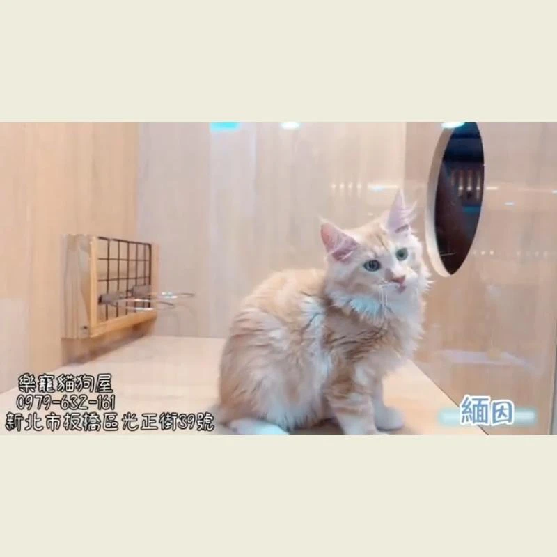 緬因
