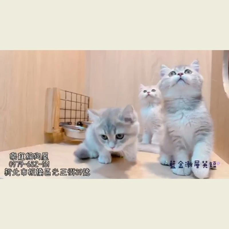 藍金漸層英短