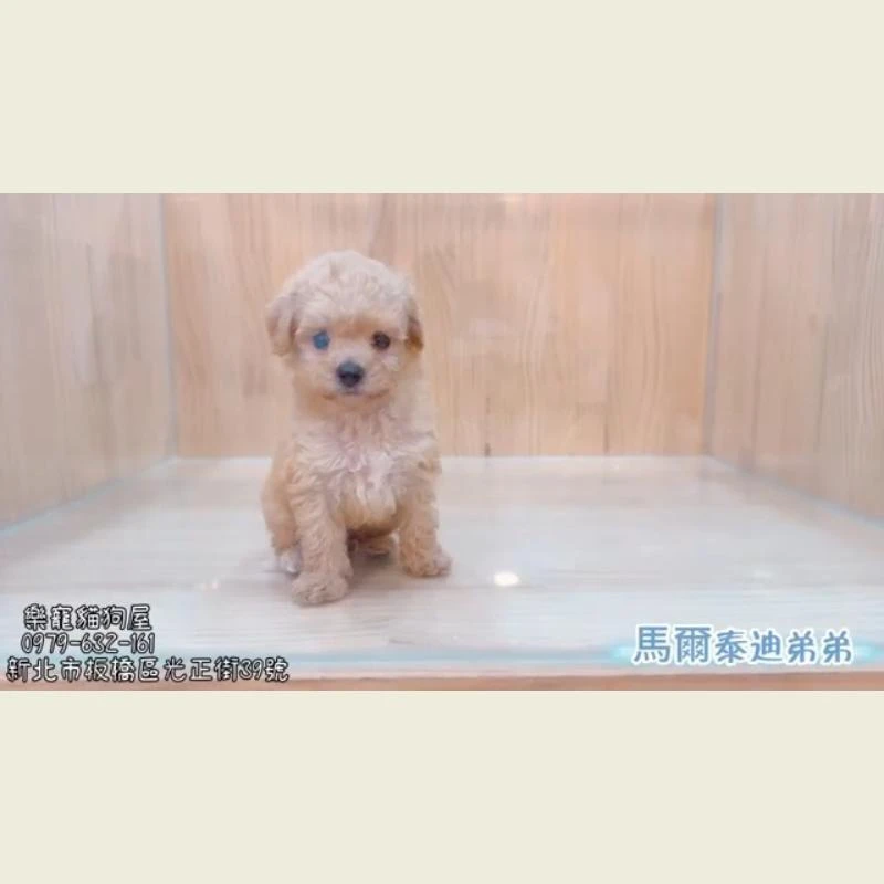 馬爾泰迪弟弟