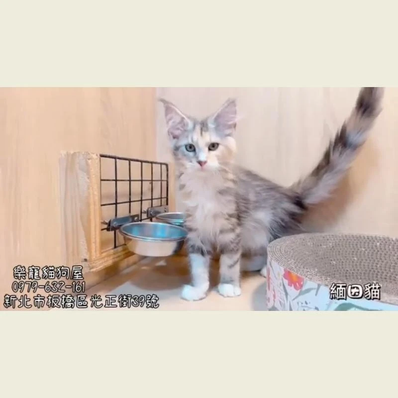 緬因貓