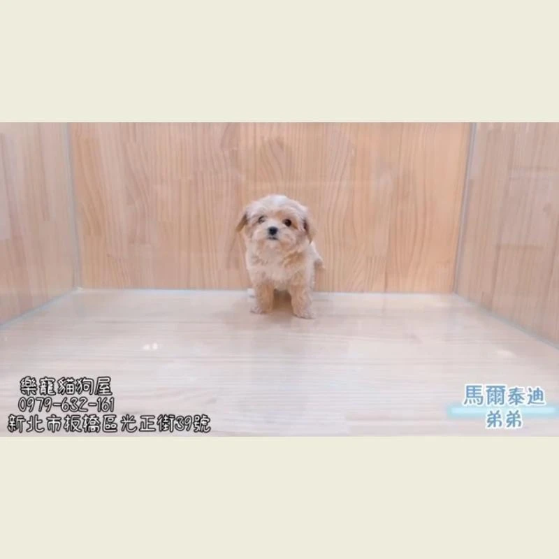 馬爾泰迪弟弟