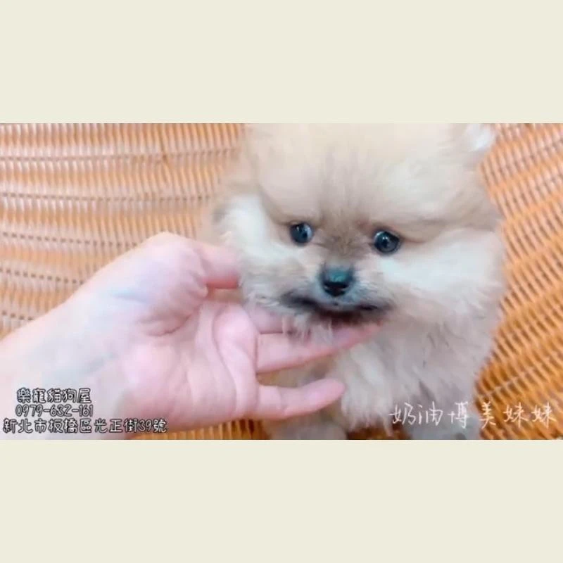 奶油博美妹妹