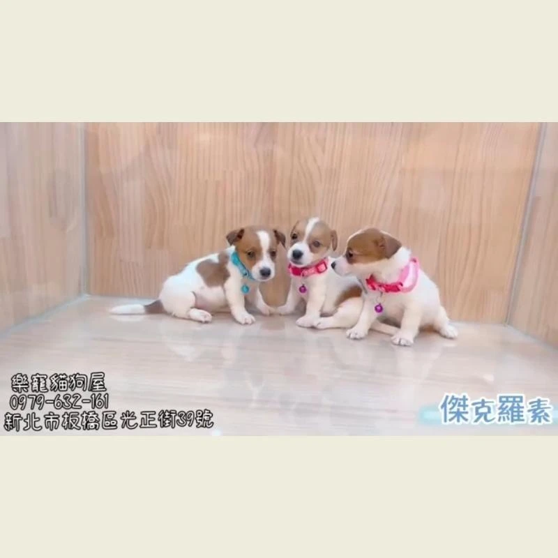 傑克羅素