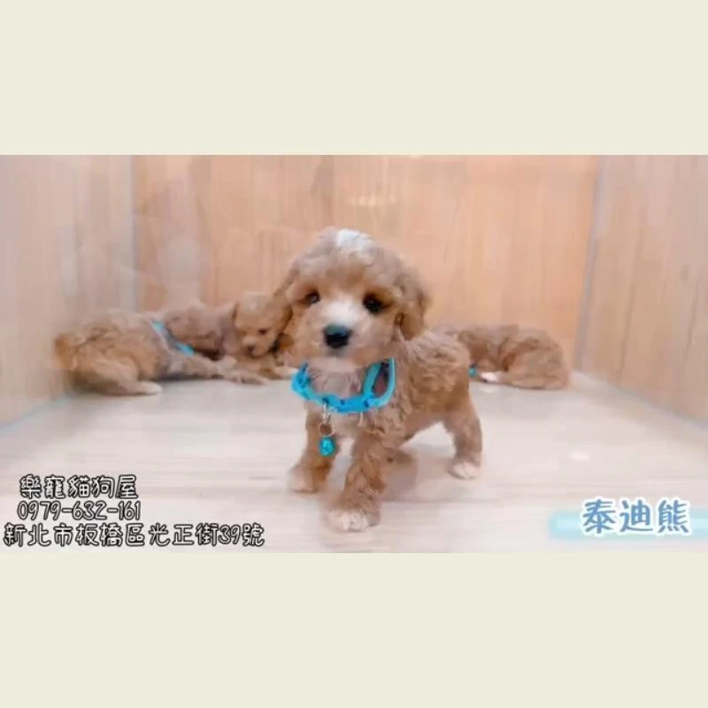 泰迪熊