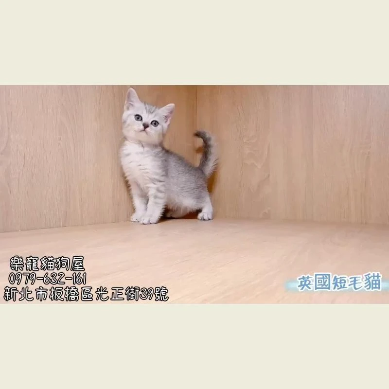 英國短毛貓 