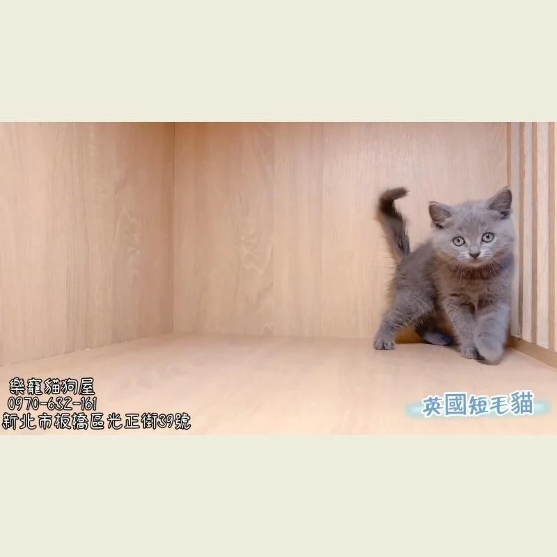 英國短毛貓