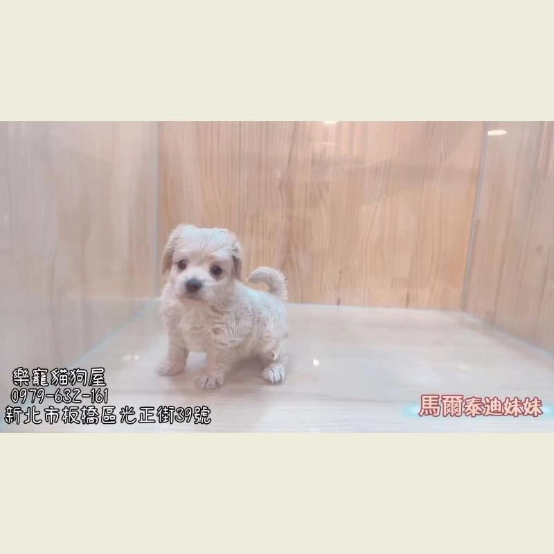 馬爾泰迪妹妹