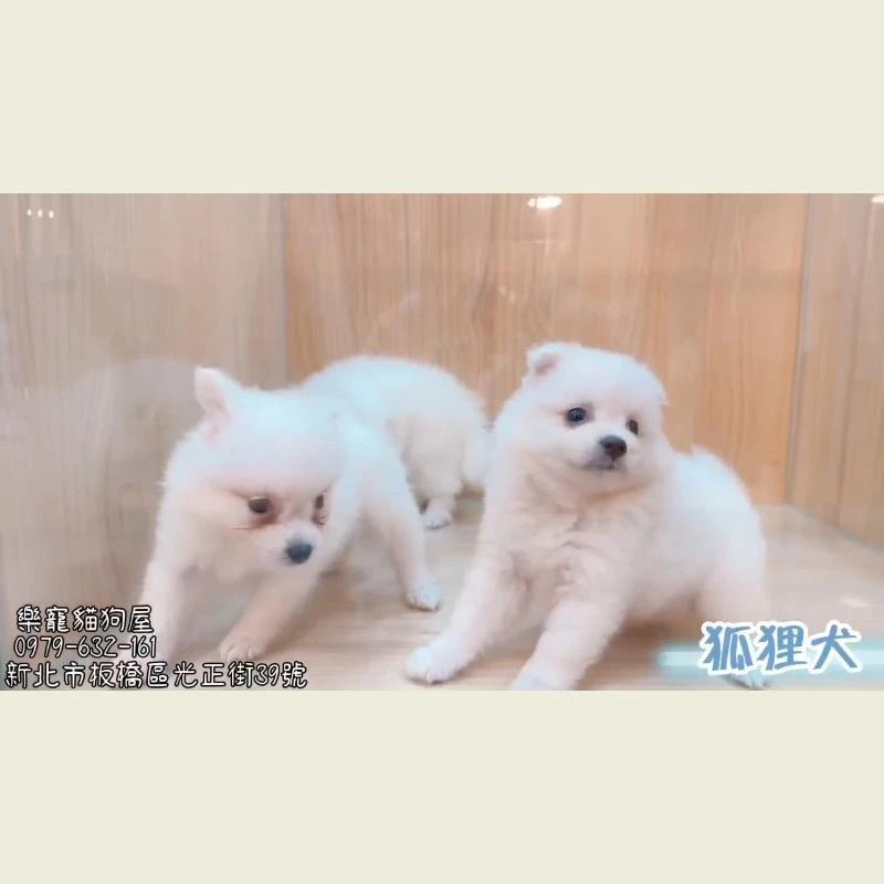 狐狸犬