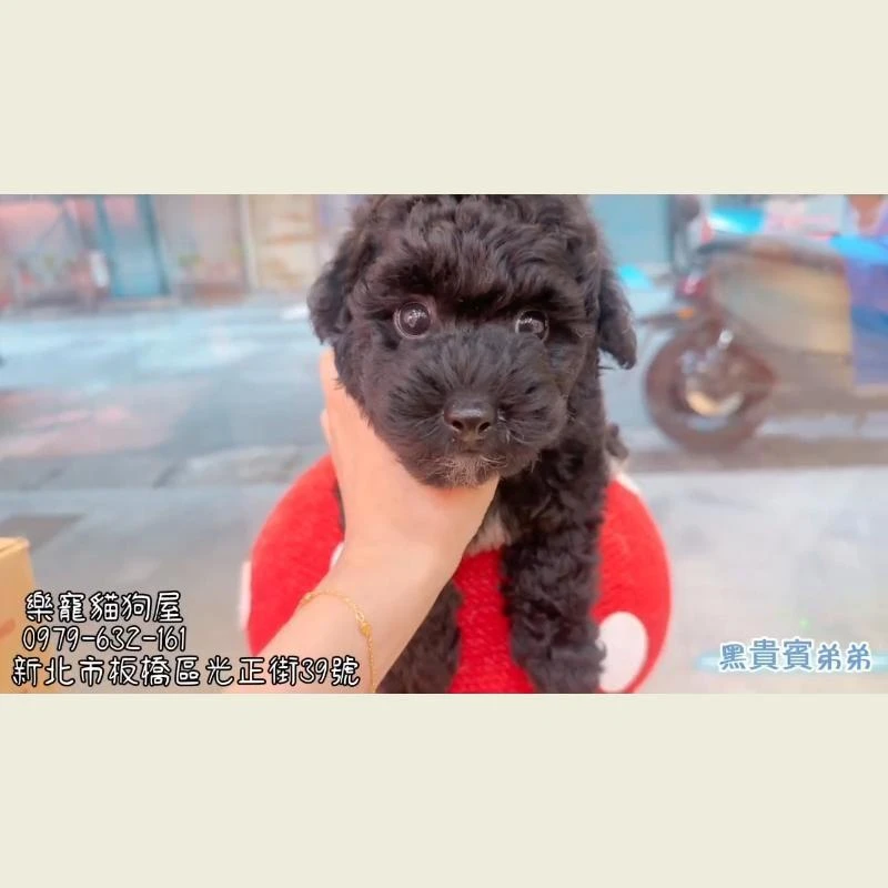 黑貴賓弟弟