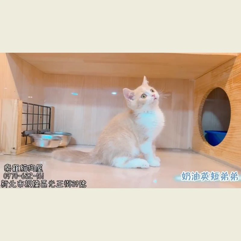 奶油英短弟弟
