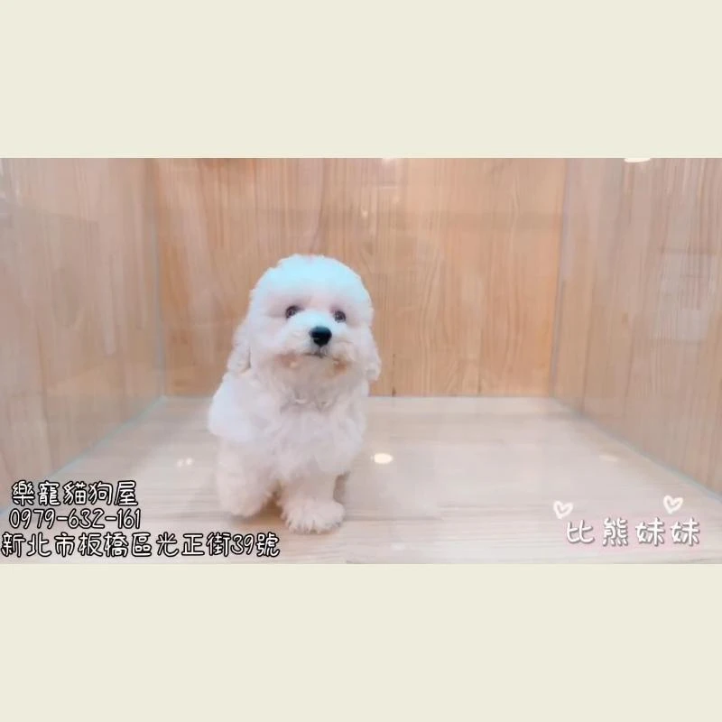 比熊妹妹