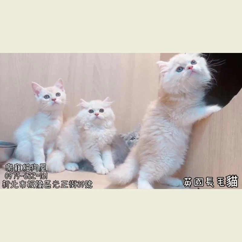 英國長毛貓
