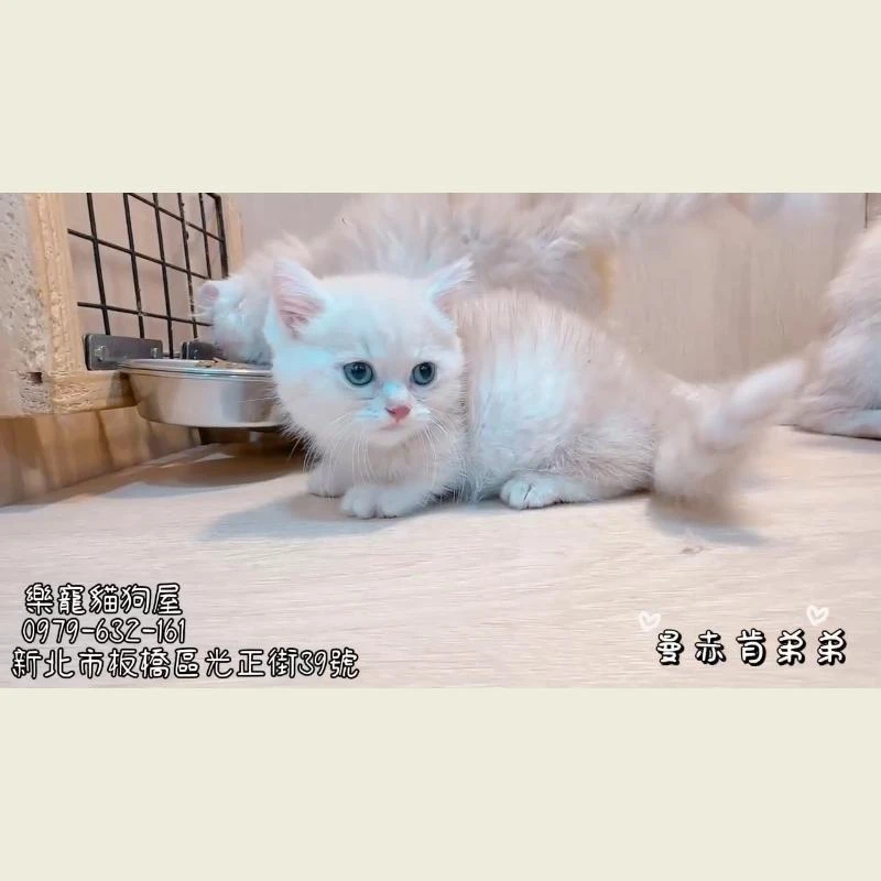 曼赤肯弟弟