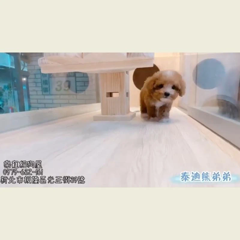 泰迪熊弟弟