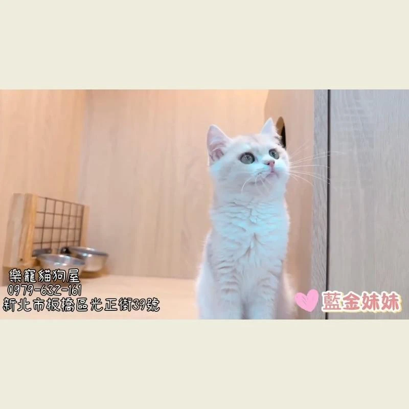 藍金妹妹