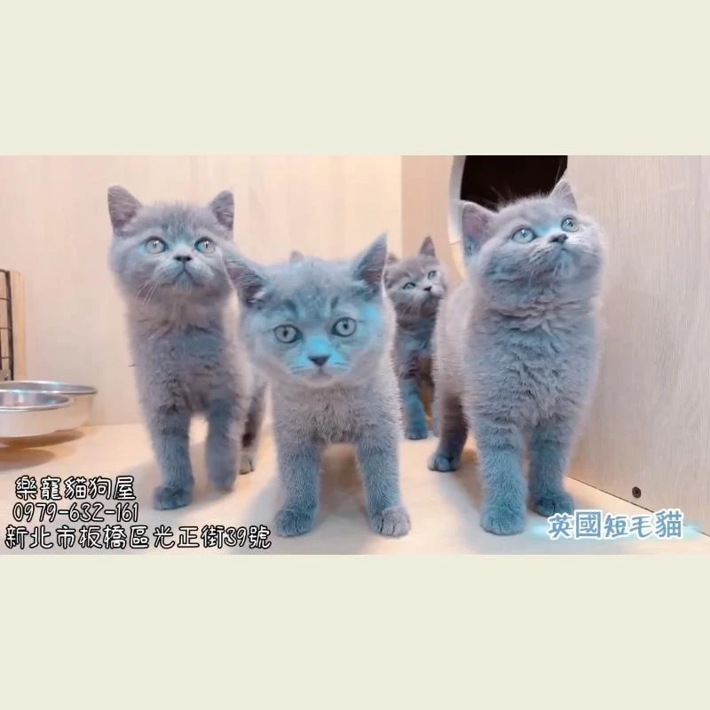 英國短毛貓