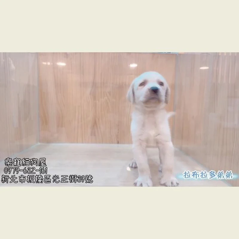 拉布拉多弟弟
