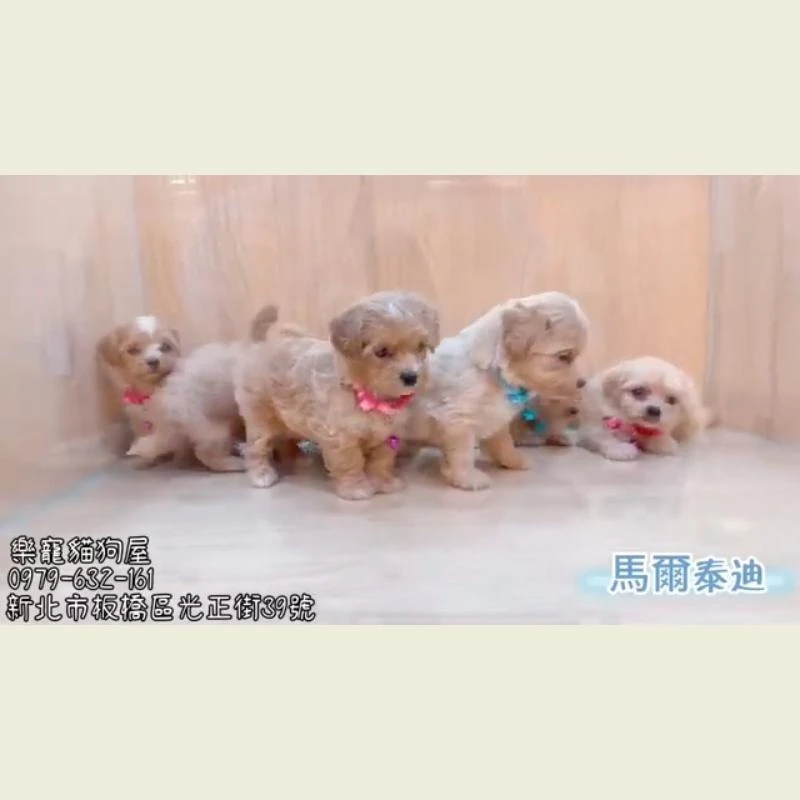 馬爾泰迪
