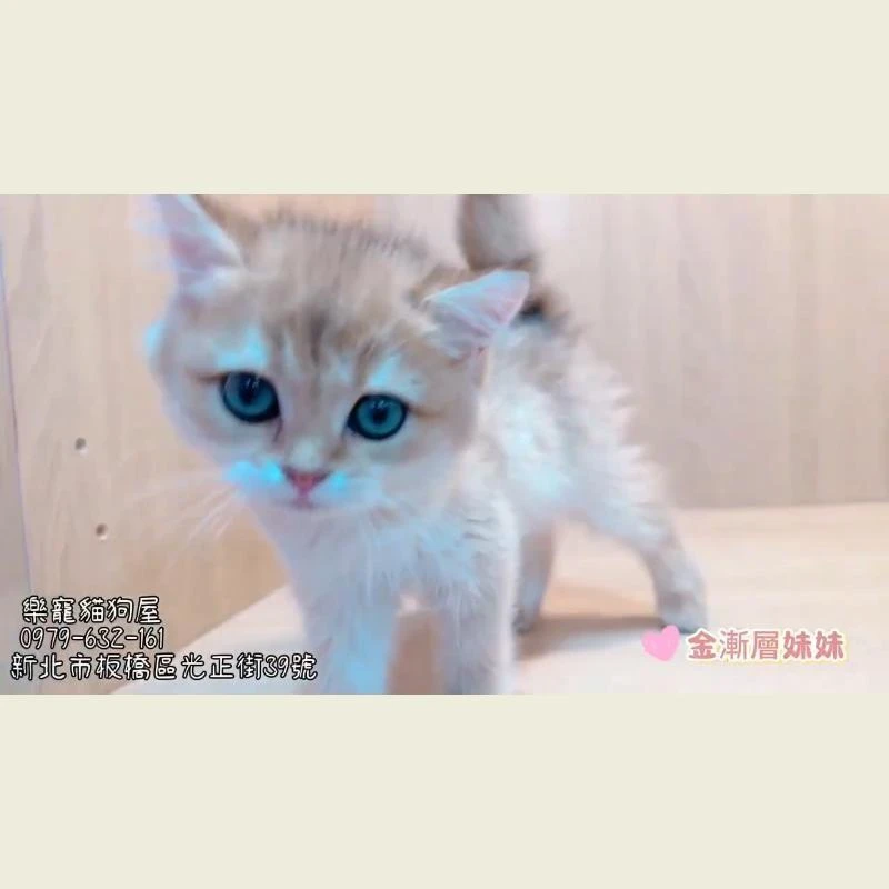 金漸層妹妹