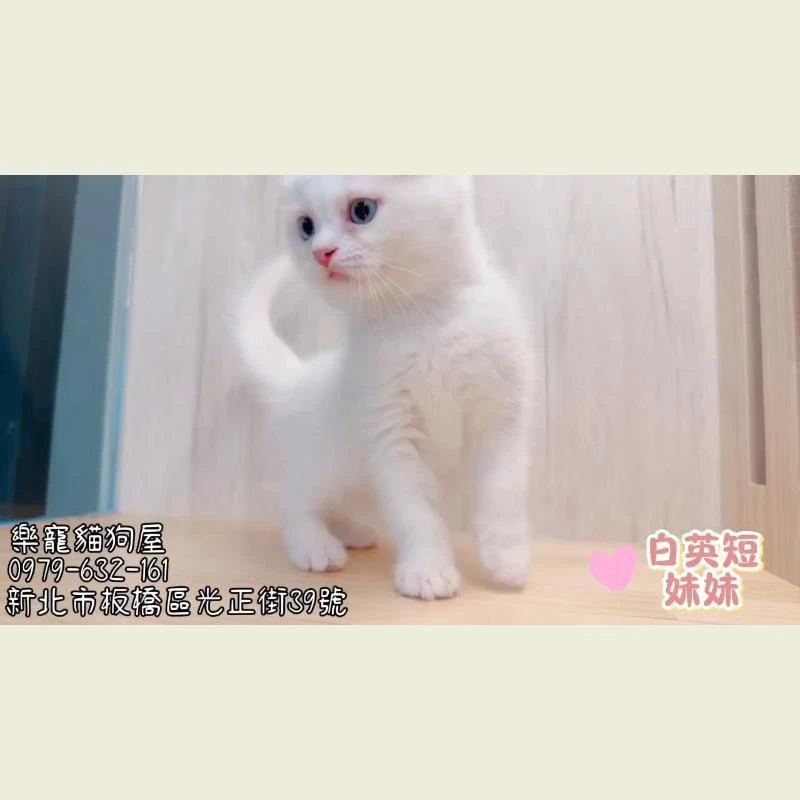 白英短妹妹