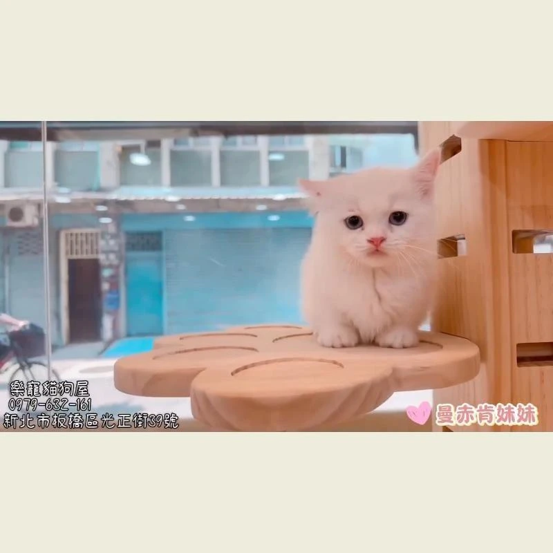 曼赤肯妹妹