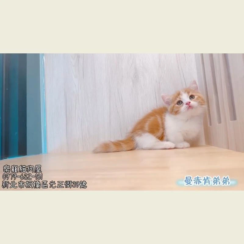 曼赤肯弟弟