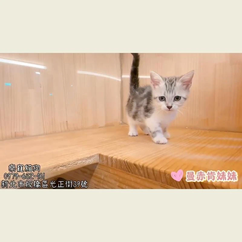 曼赤肯妹妹