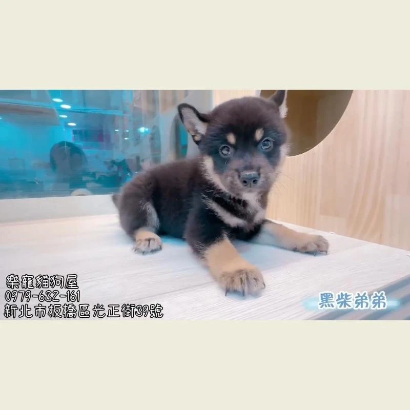 黑柴弟弟
