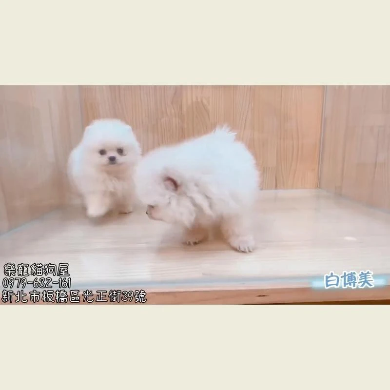 白博美