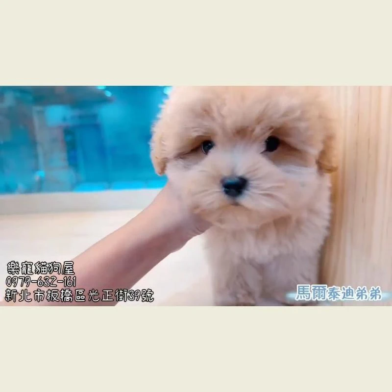 馬爾泰迪弟弟