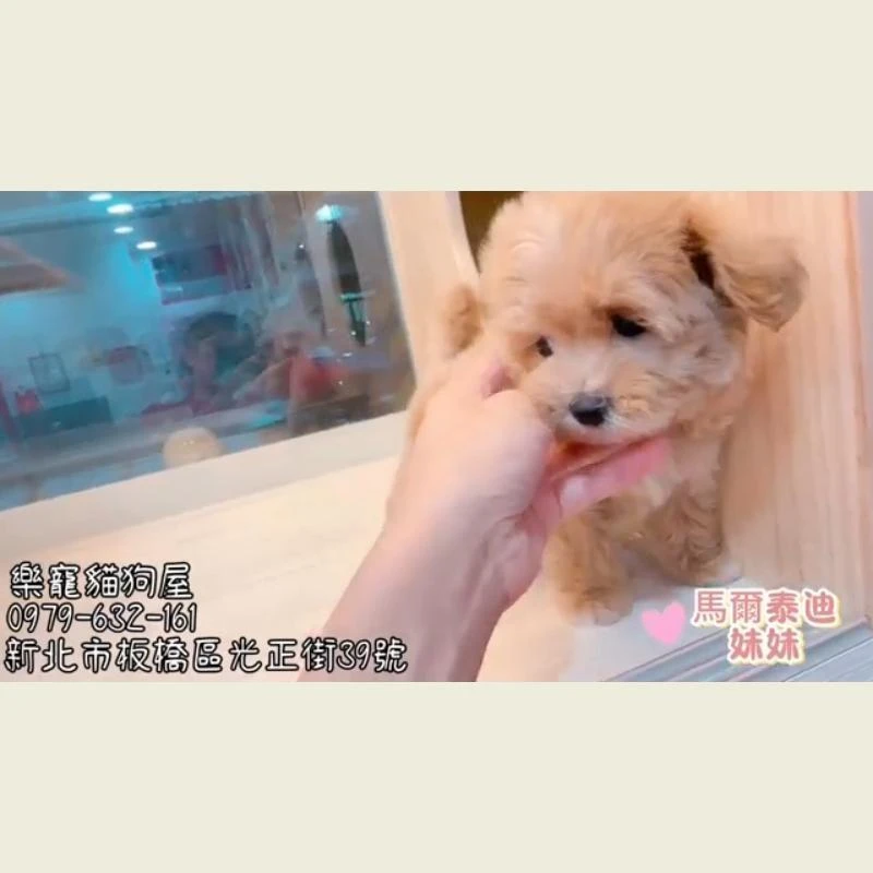 馬爾泰迪妹妹