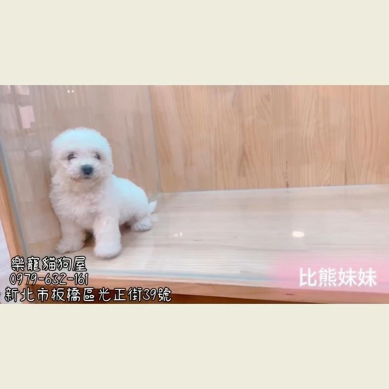 比熊妹妹