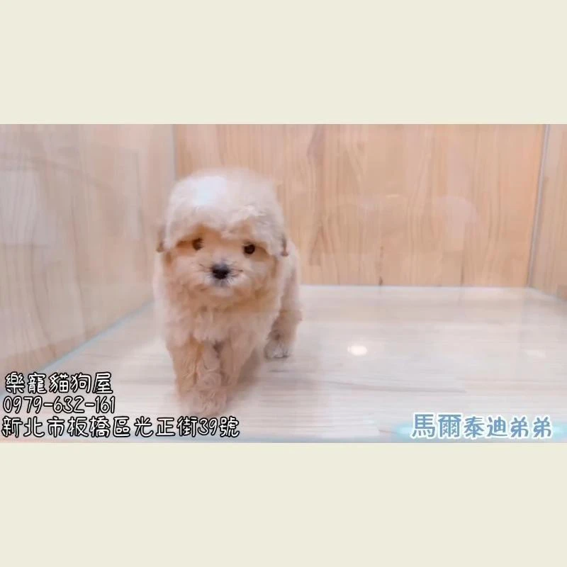 馬爾泰迪弟弟