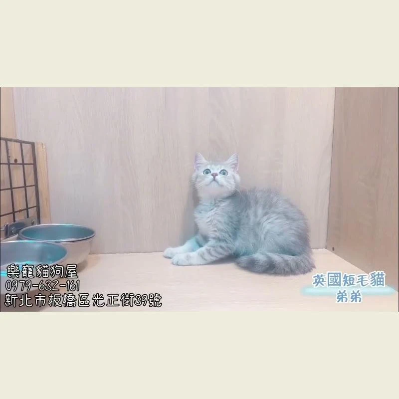 英國短毛貓弟弟,英短