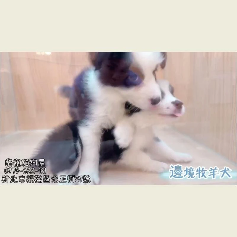 邊境牧羊犬