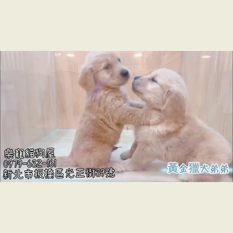黃金獵犬弟弟