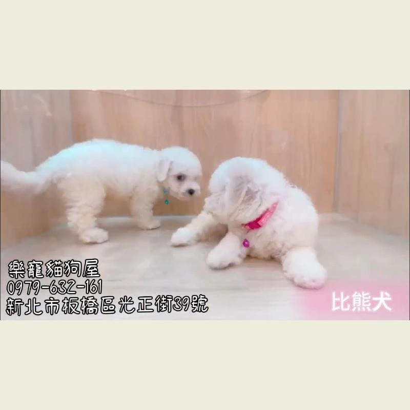 比熊犬
