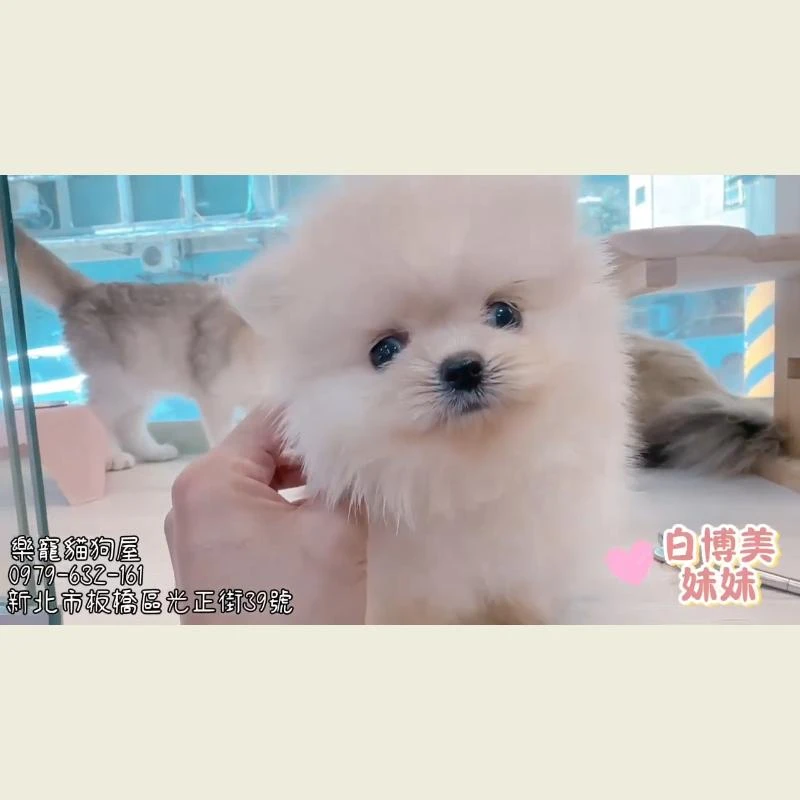 白博美妹昧