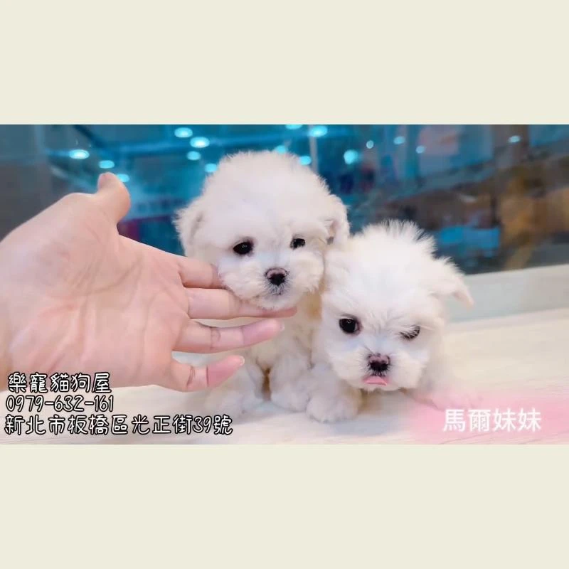 馬爾妹妹
