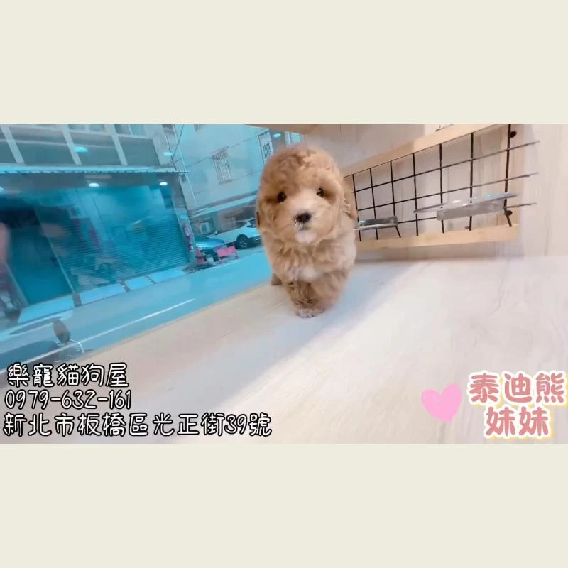 泰迪熊妹妹