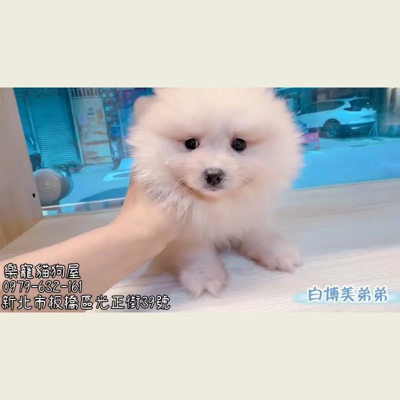 白博美弟弟