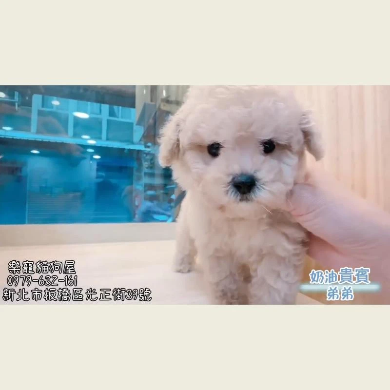奶油貴賓弟弟