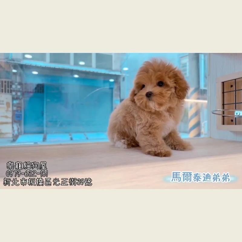 馬爾泰迪弟弟