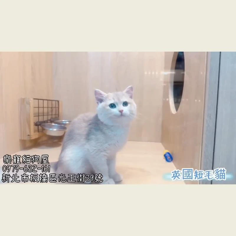 英國短毛貓