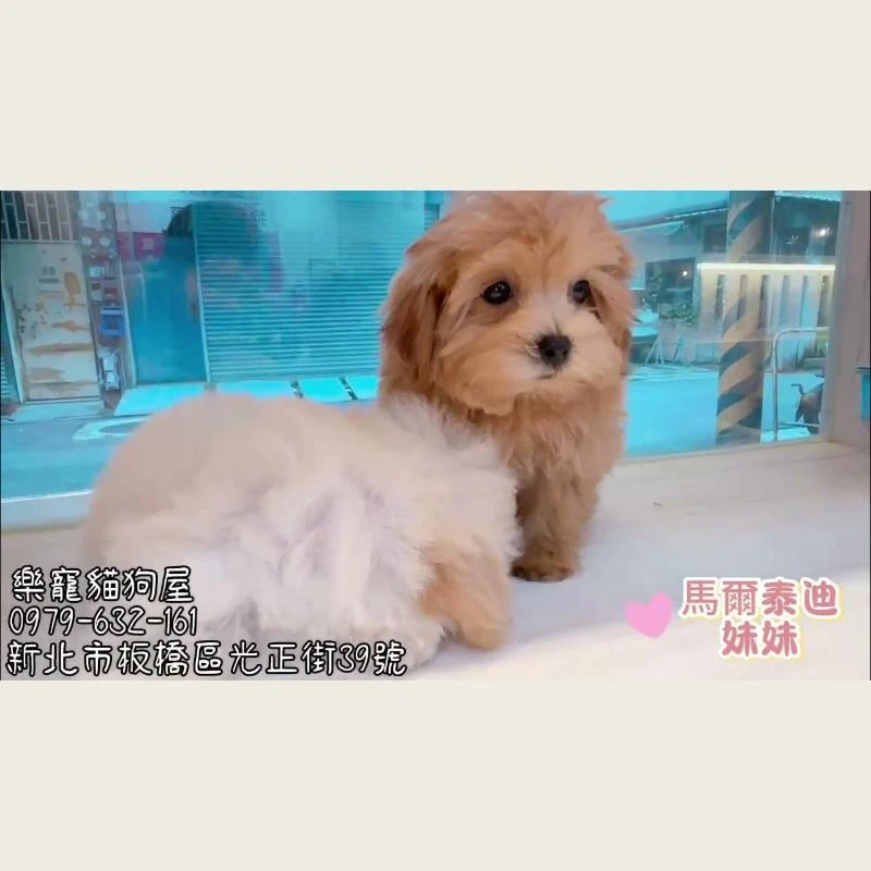 馬爾泰迪妹妹